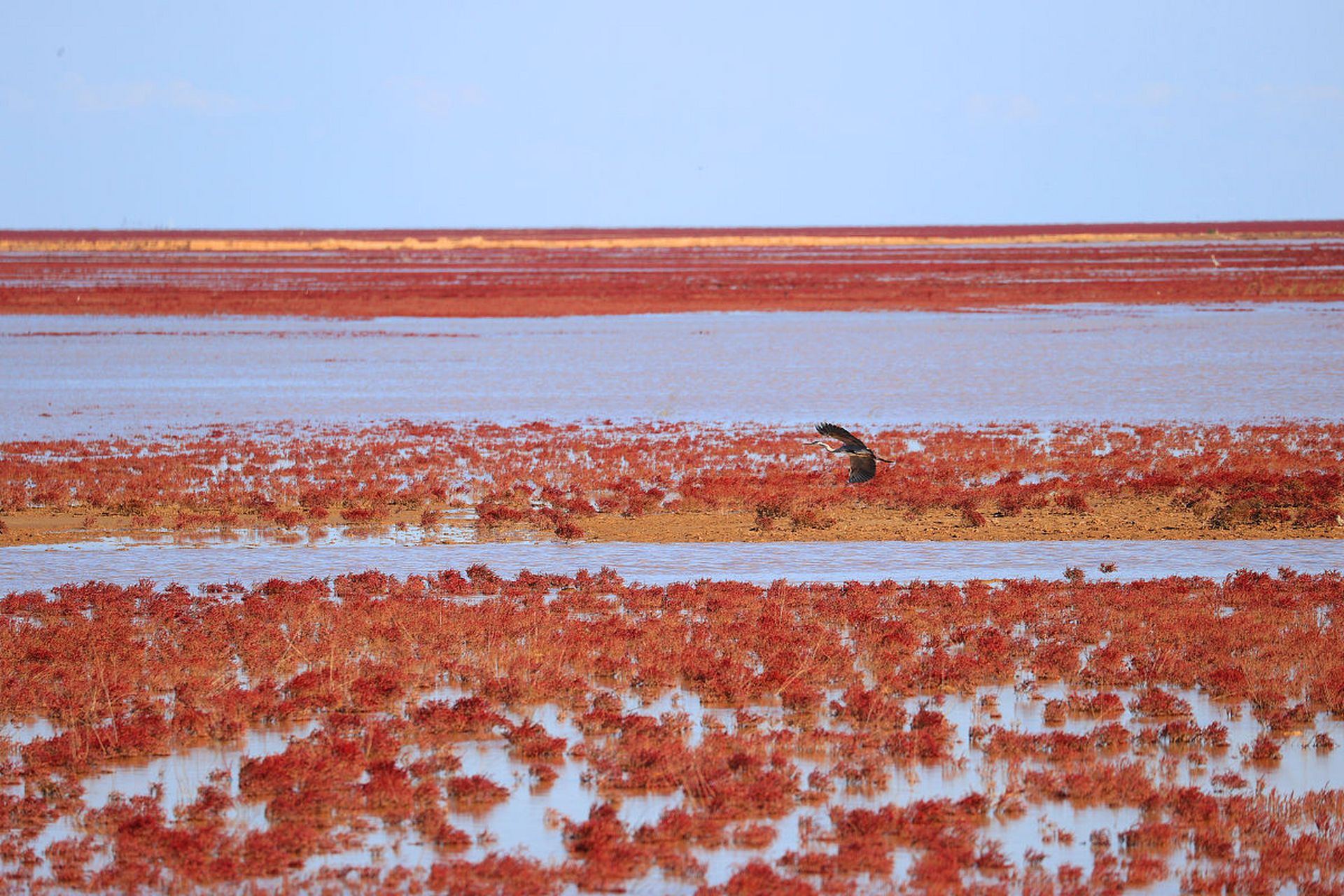 93 东营红滩湿地旅游区,这个充满生机的自然之地,正以其独特的红色