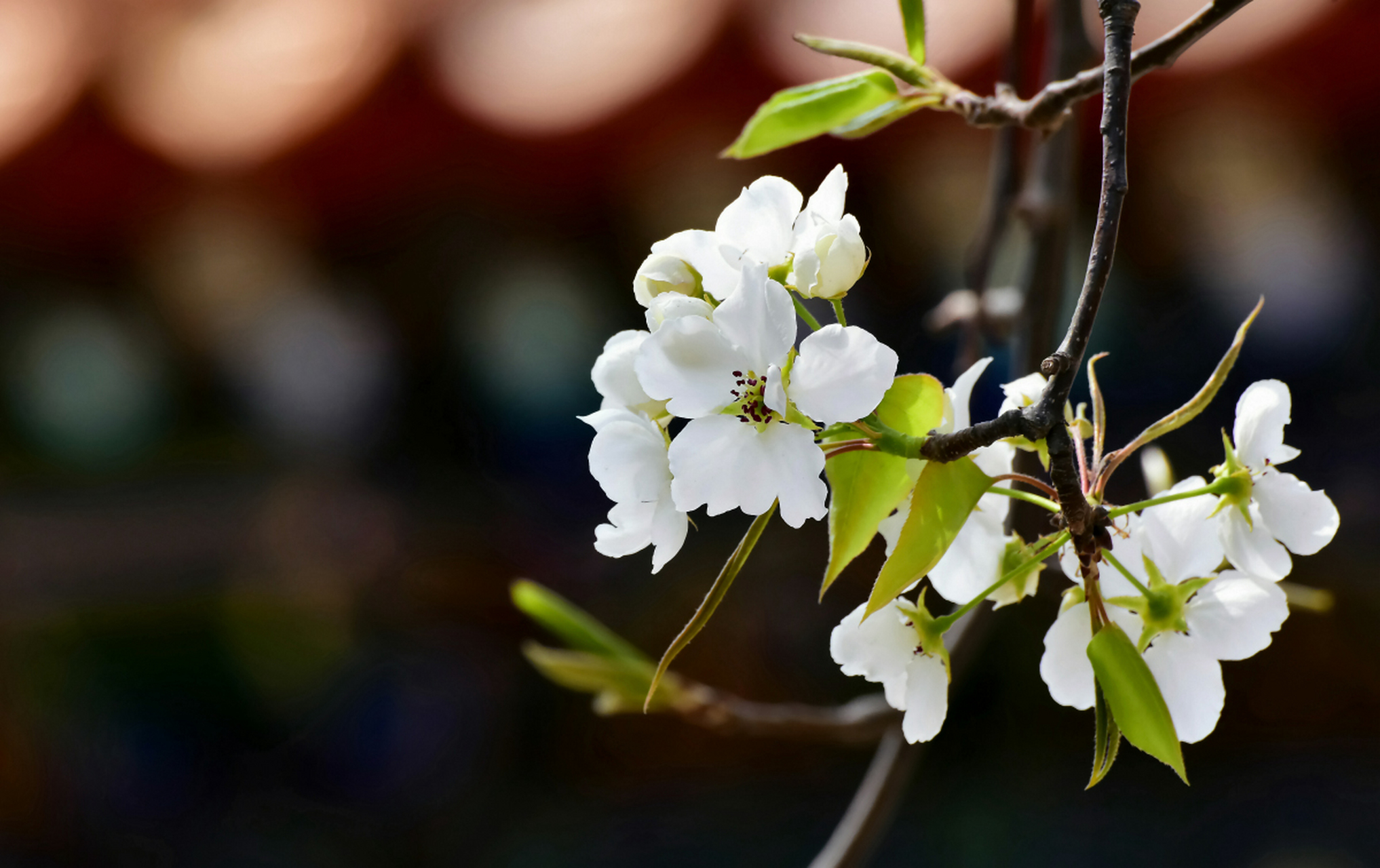 《东栏梨花》为北宋诗人苏轼所做七言绝句,这首诗抒发了诗人感叹春光
