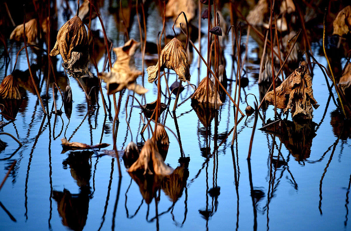 《爱莲说》  绿伞荷叶蔽中天  芙蓉尖角斗残荷花图片大全