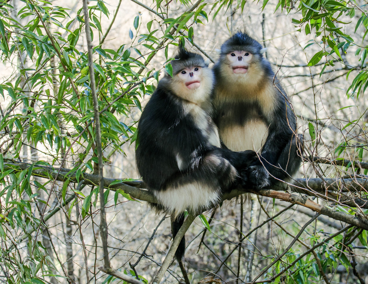 自然保护区是致力于保护自然环境和自然资源的重要基地