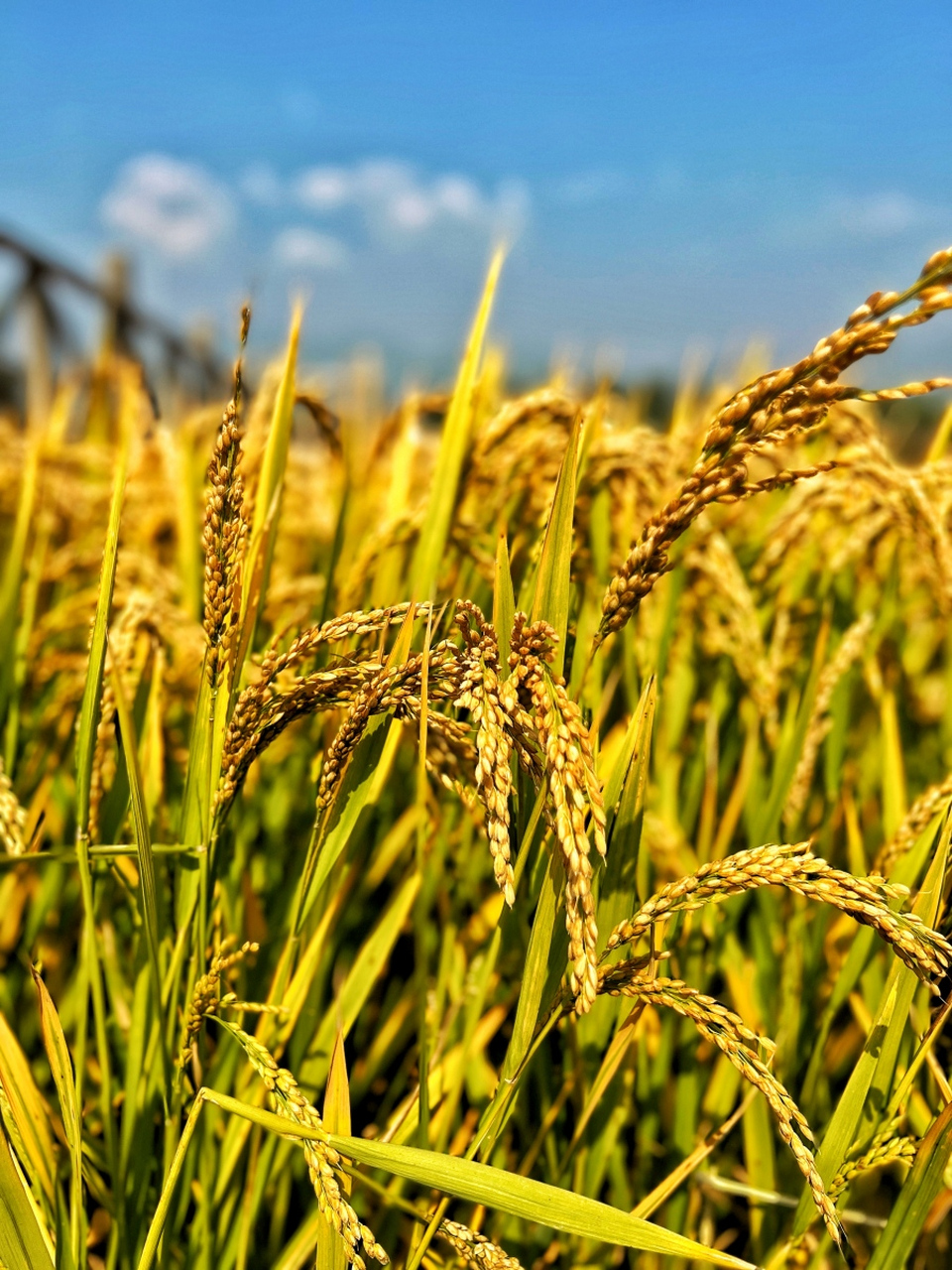 风吹过稻田,金黄的稻穗轻轻摇曳,它们是大地的黄金,是深秋的馈赠