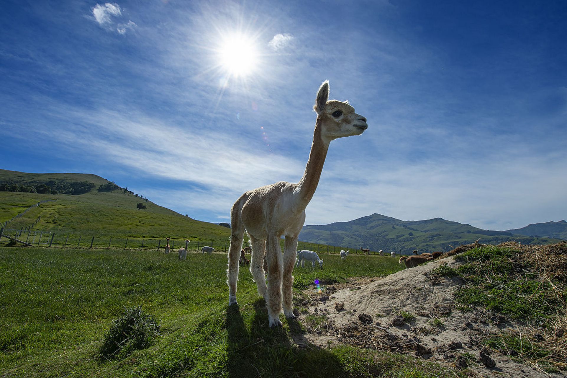 草原上的羊驼,温顺而可爱.