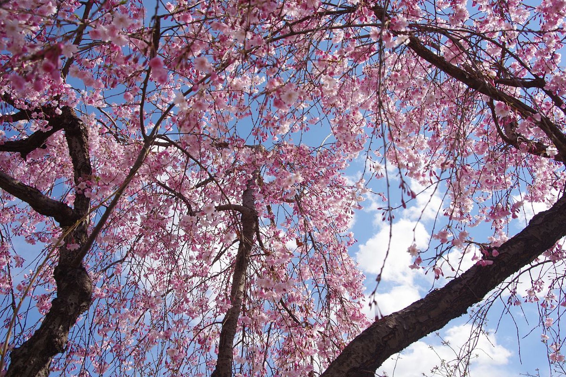 南湖公园樱花图片