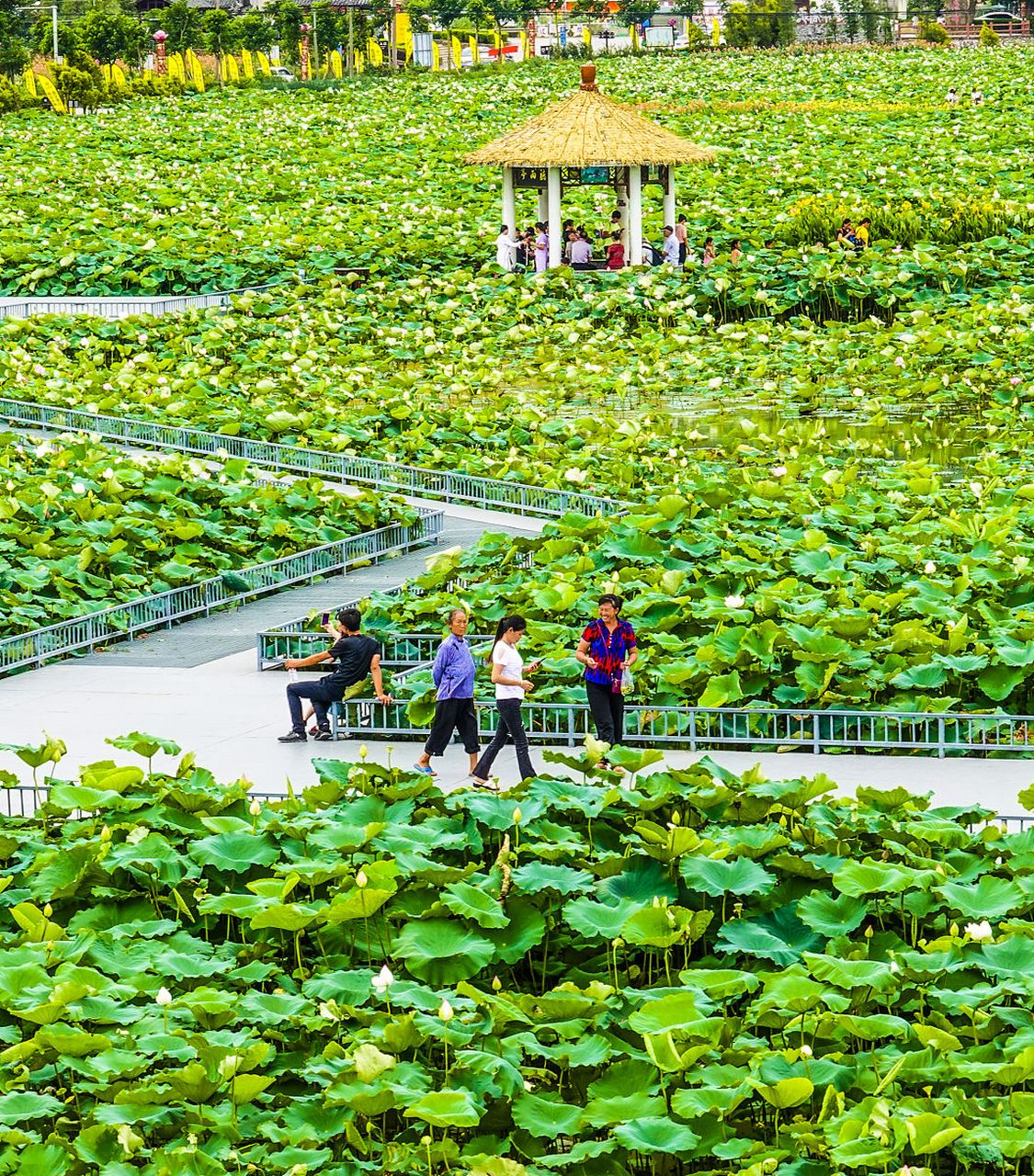 元宇宙荷花节# 广西贵港覃塘的荷美覃塘湖美四季田园综合体是一个