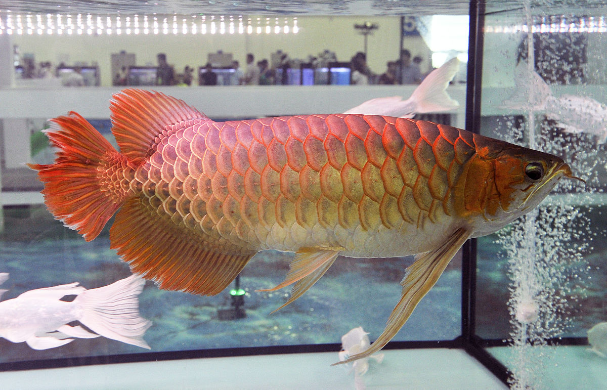 尾鳍呈红色的淡水鱼有哪些?