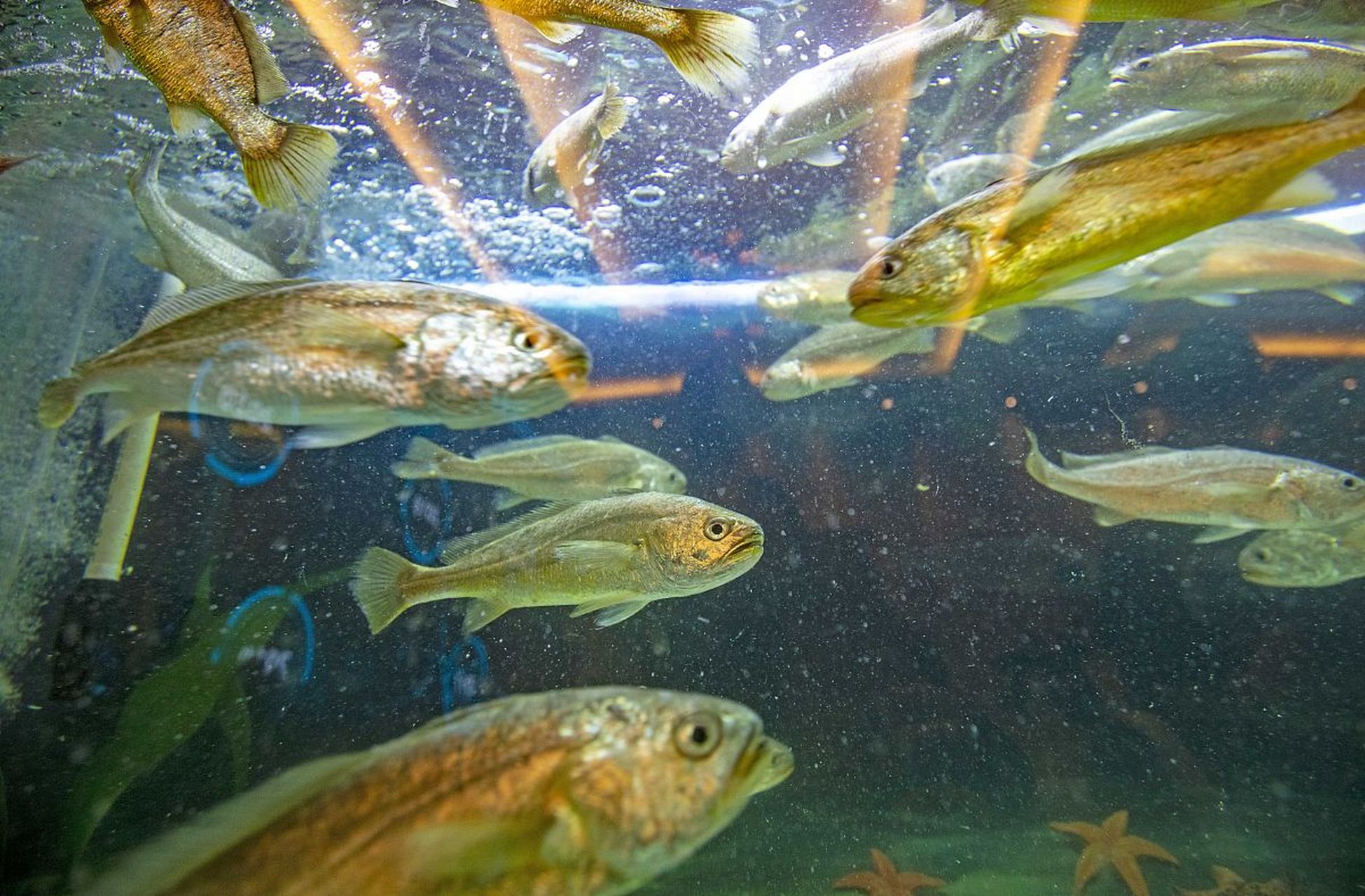 鱼儿的游动,如同优美的舞姿,它们在水中自由自在,你是否也向往这种无