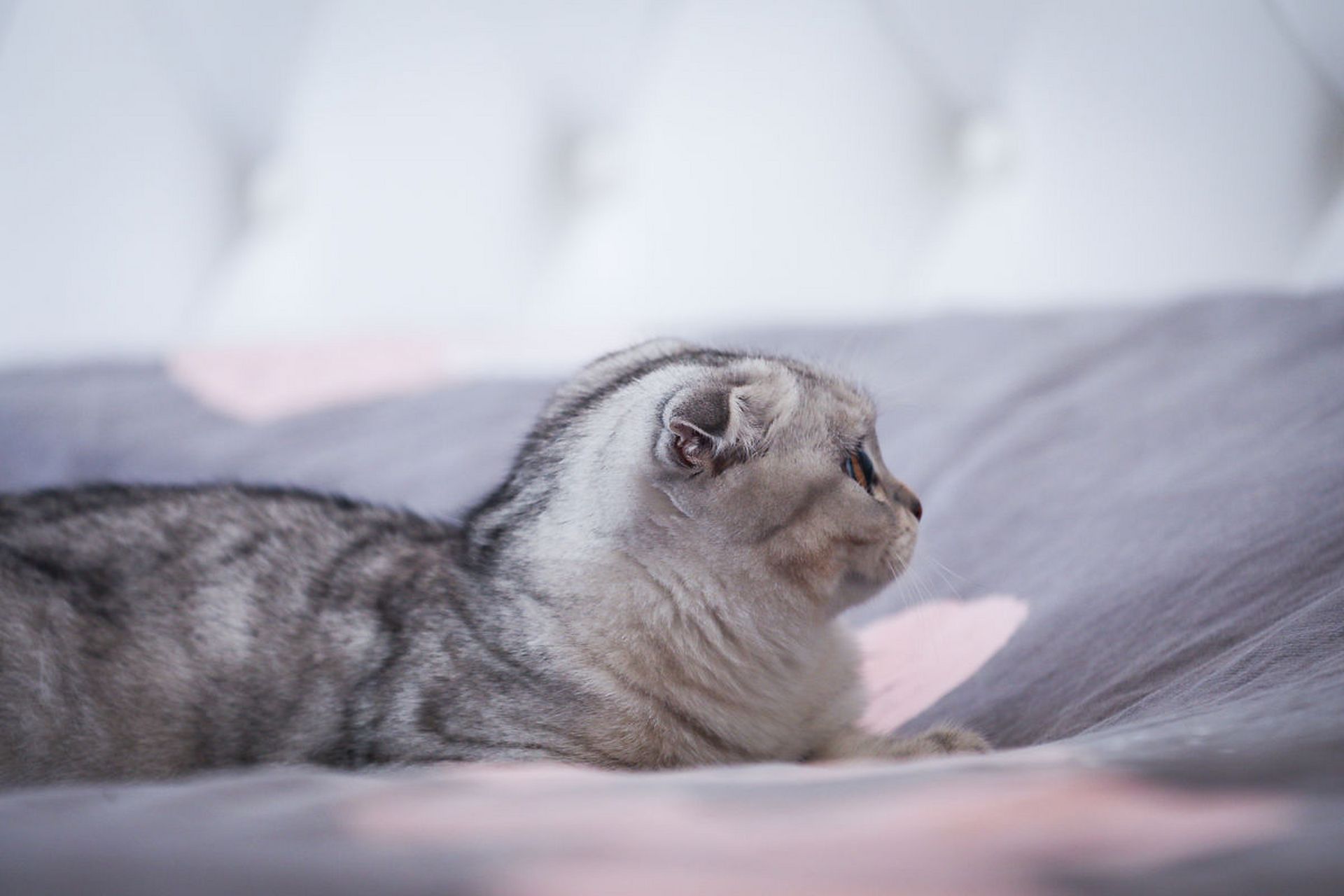 这种独特的耳朵造型,不仅给它们增添了几分神秘感,更让它们在猫咪世界