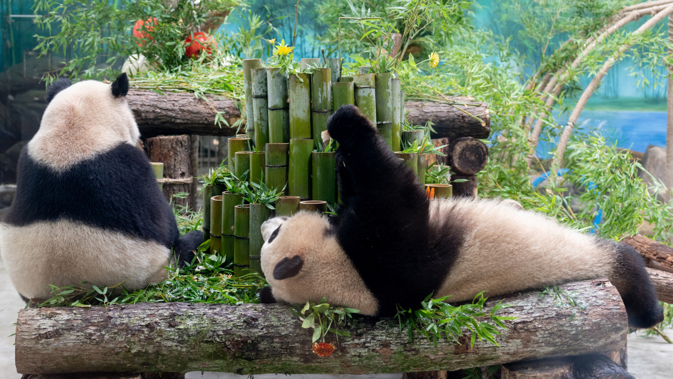 杭州动物园的大熊猫馆是全新改建的,环境优美为熊猫提供了舒适的生活