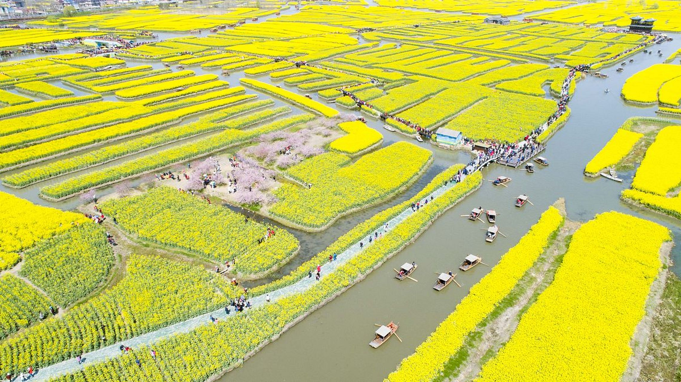 兴化千岛菜花景区图片