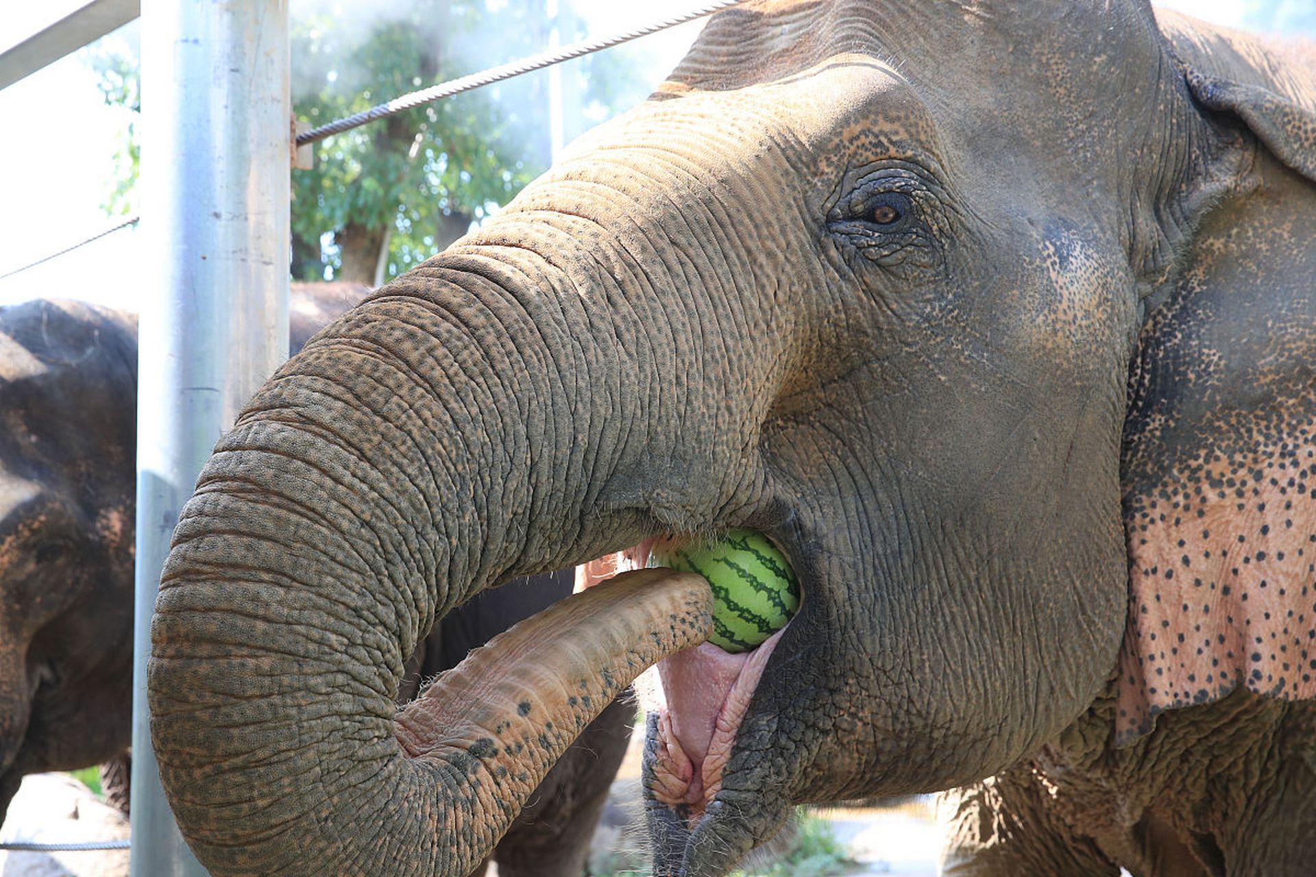 大象吃西瓜,一口一个,嘎嘣脆. #动物趣图