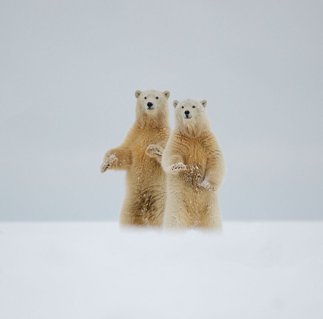 北极熊挥手,彷佛在跟摄影师打招呼.#动物趣图