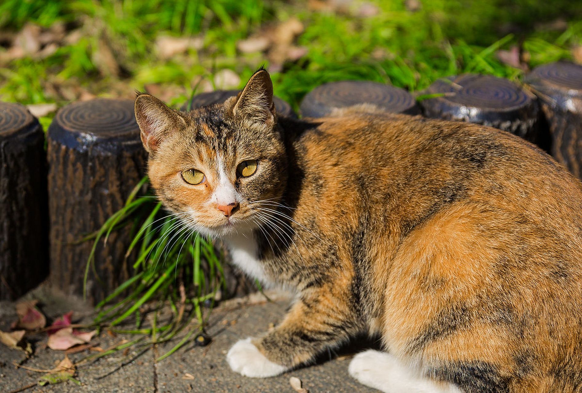 猫咪,是自然界的艺术家,以独特的姿态,展现出无比的魅力.