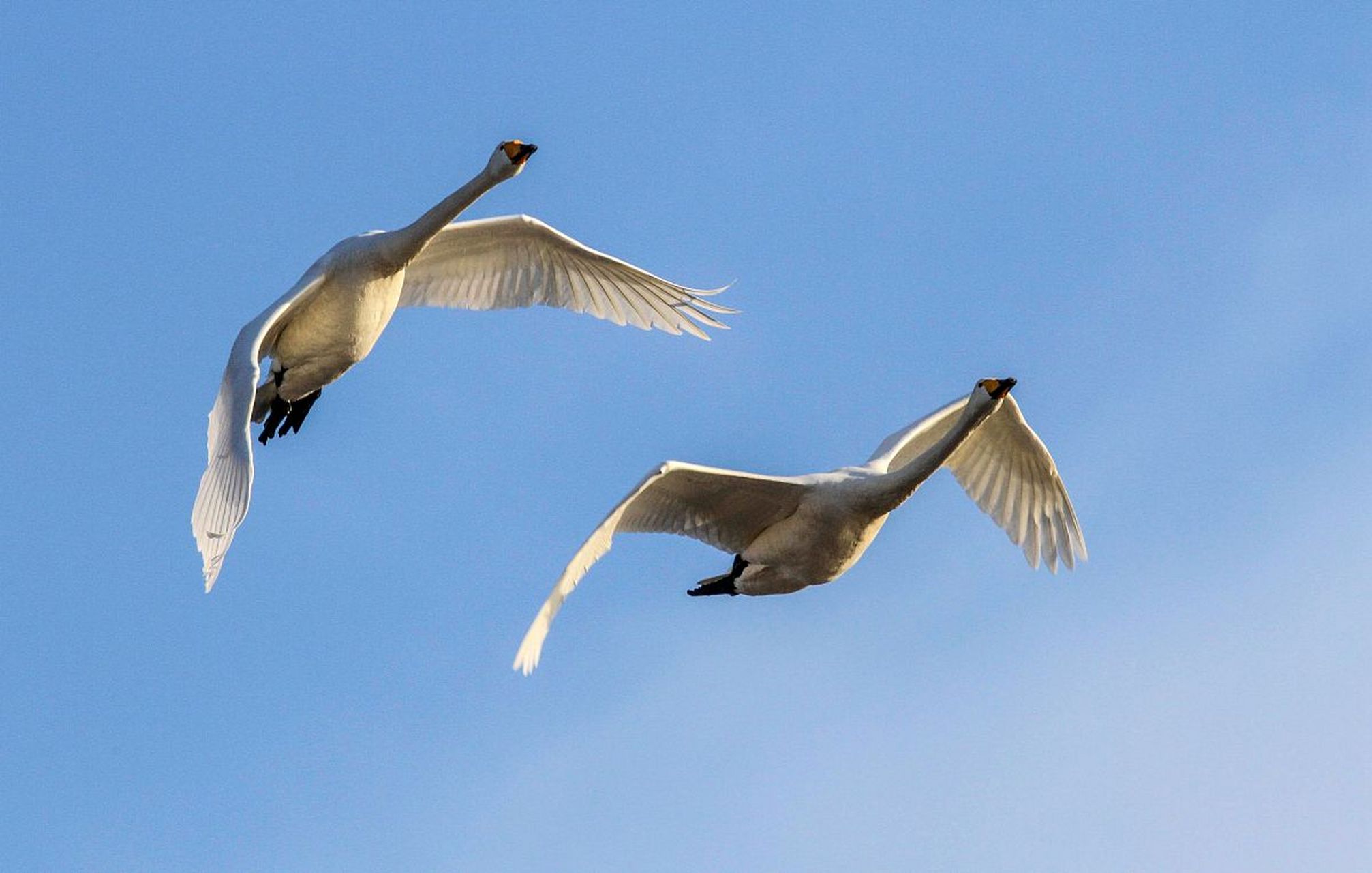 国内文旅# "  愿为晨风鸟,双飞翔北林 . " 676767