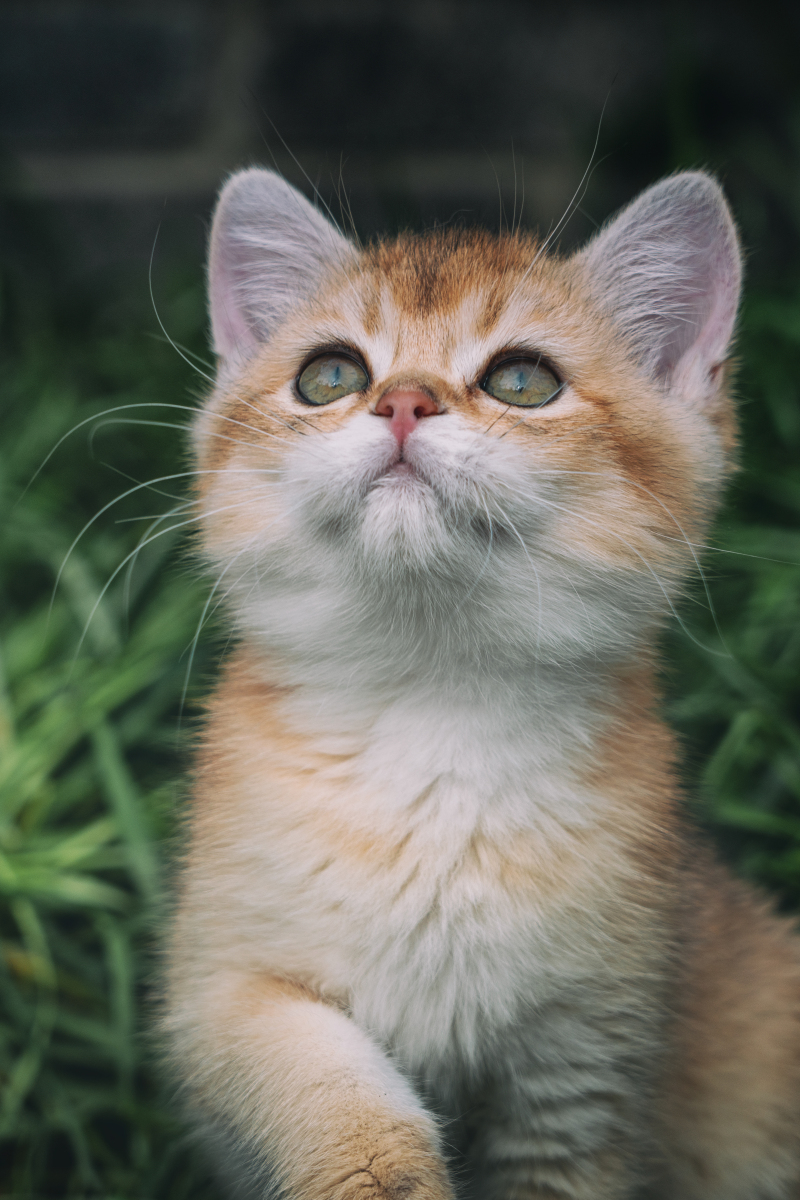 看一只社恐小猫咪如何获得主人的欢心 从小猫咪出生的那一刻起,它就