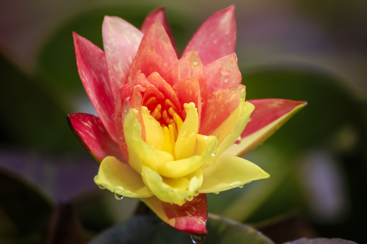 红色睡莲水中游,洁白无瑕脱俗情一幅山水田园景,亭台楼阁花香梦