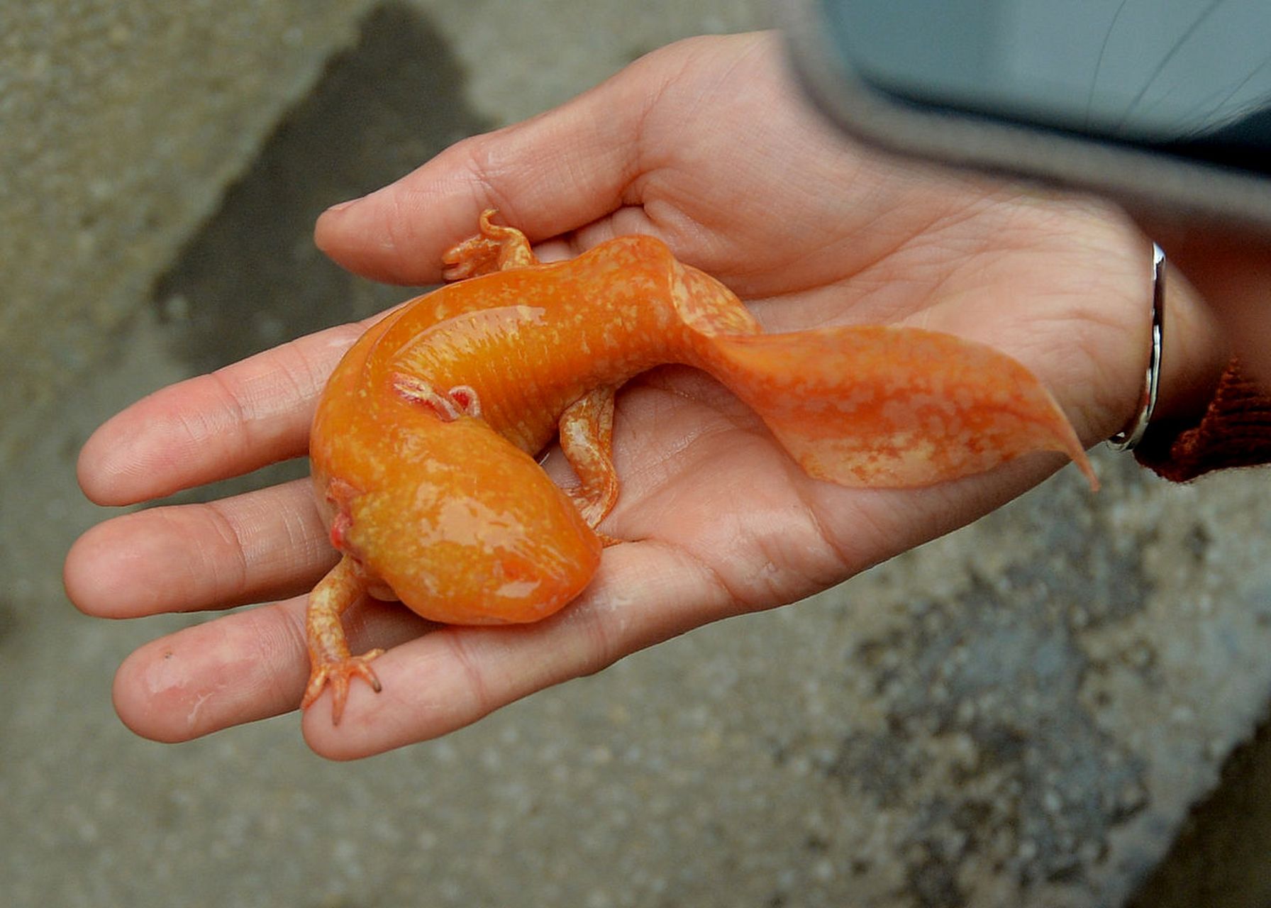 长相十分科幻,有趣的六角恐龙鱼,又名墨西哥钝口螈.