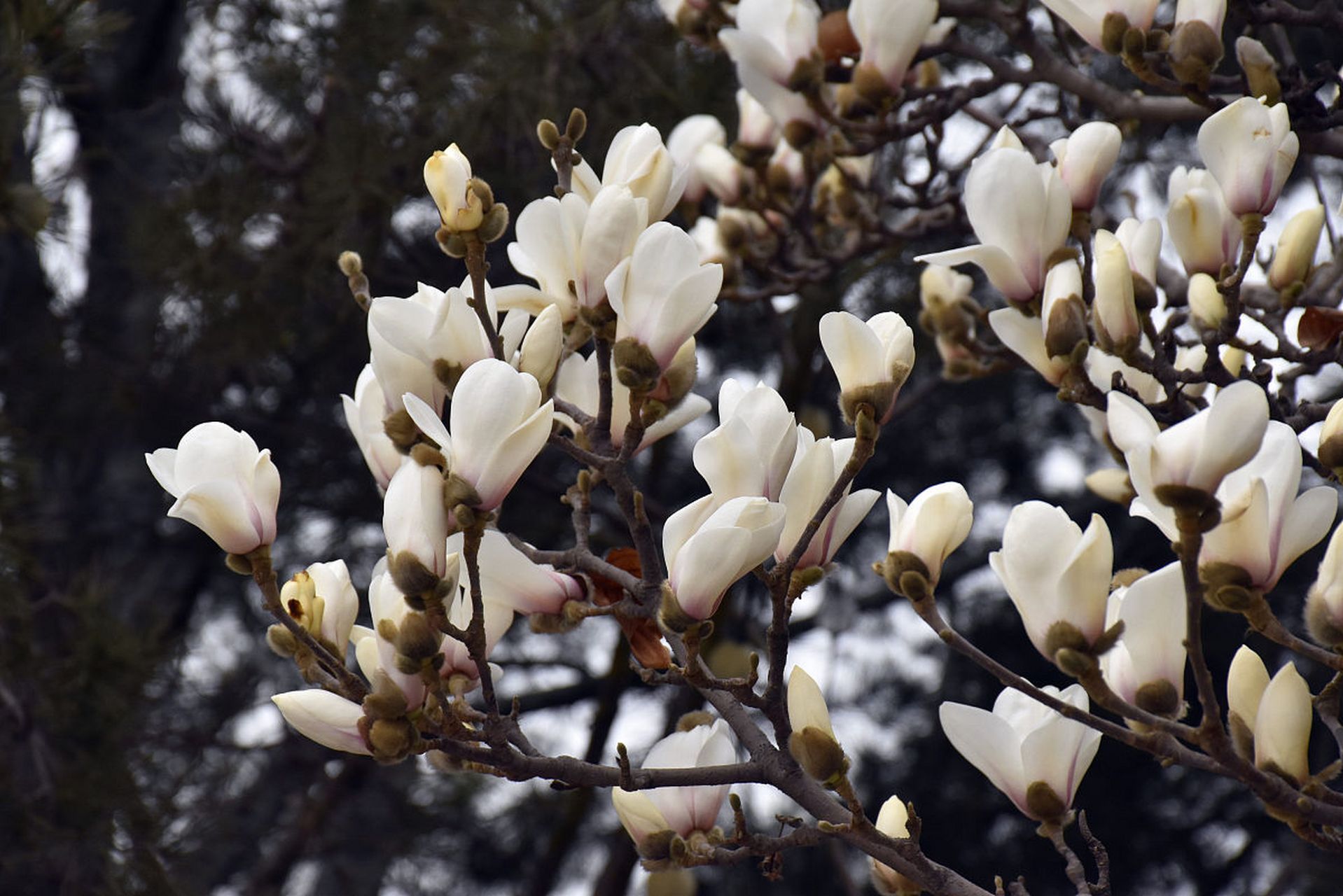 近日,位于陕西西安的终南山上的千年白玉兰树迎来了它的盛花期,这对于