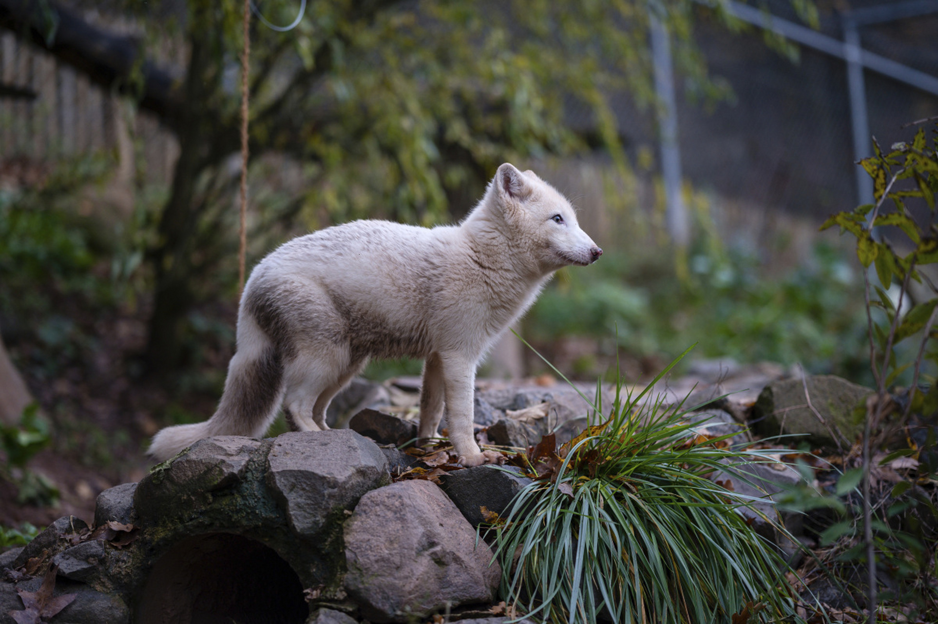 一只奇特的异瞳北极狐,一只眼睛是黄色象征沙漠,一只是蓝色象征大海!