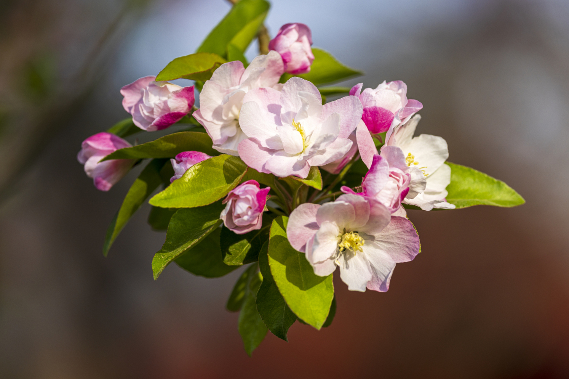 烂漫海棠花来袭,春的气息美醉我们.