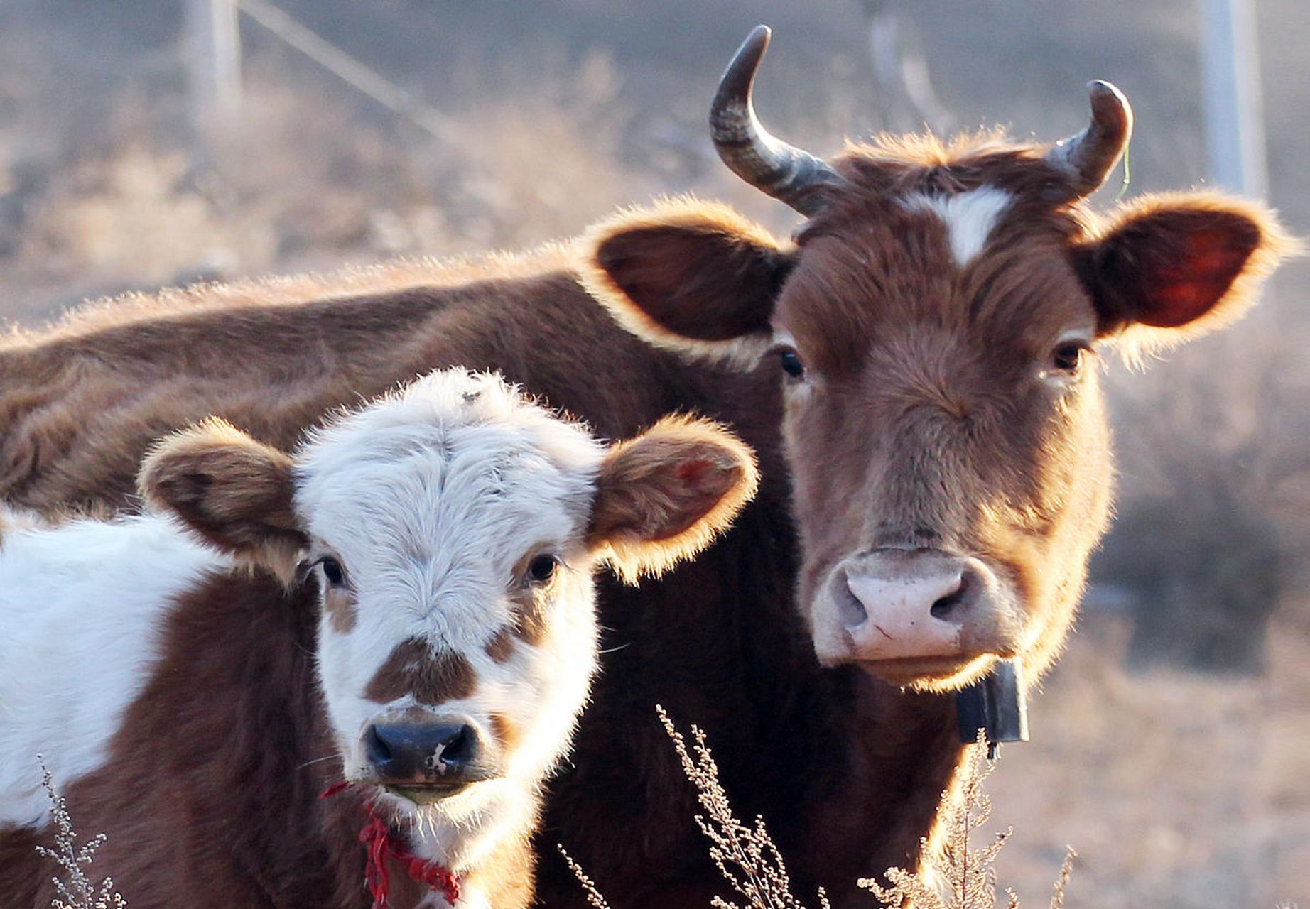 牛是一种勤劳而温顺的动物,它们是农业社会的重要劳动力.