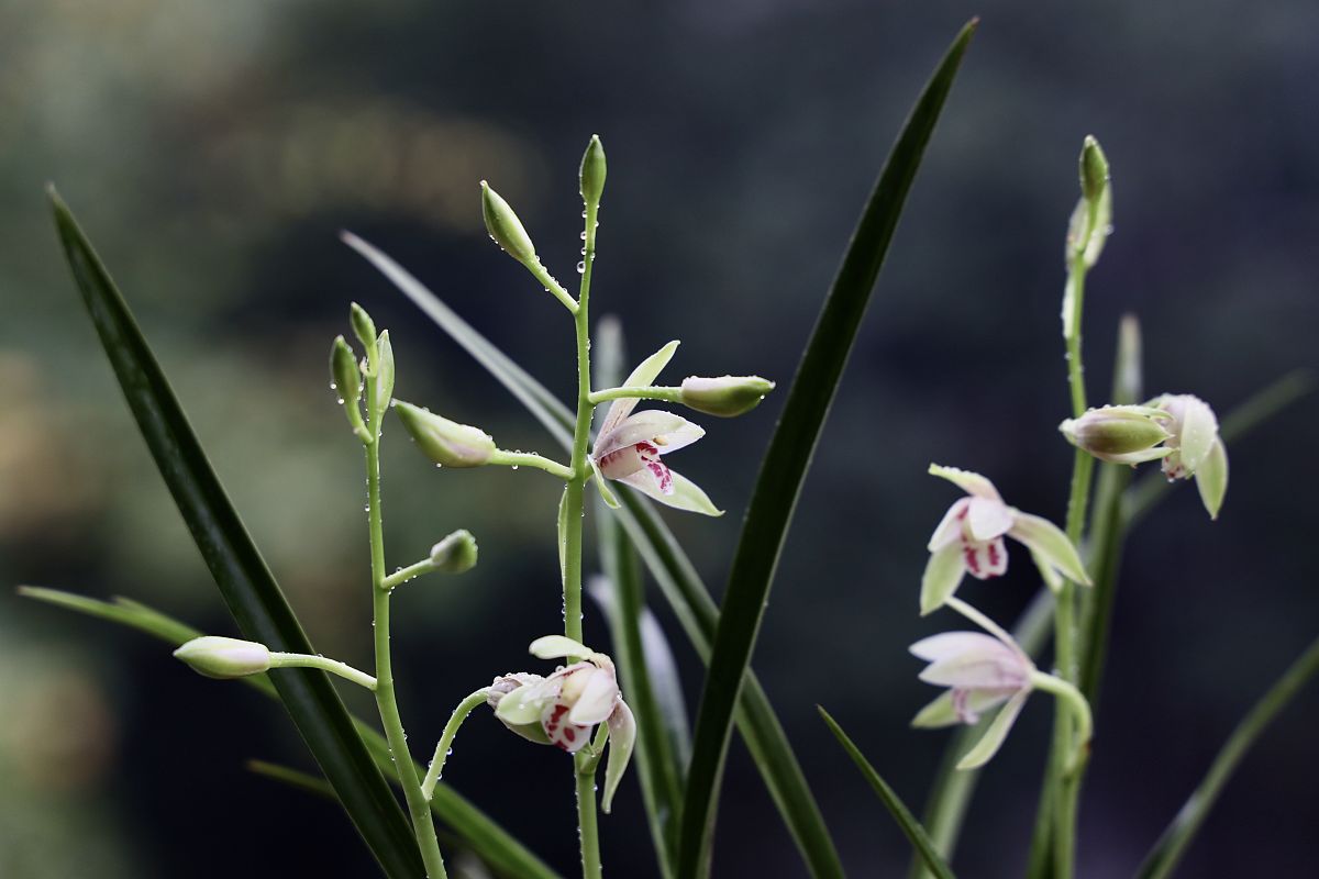 对付兰花白绢病,应该坚持的防治结合方法,你懂吗