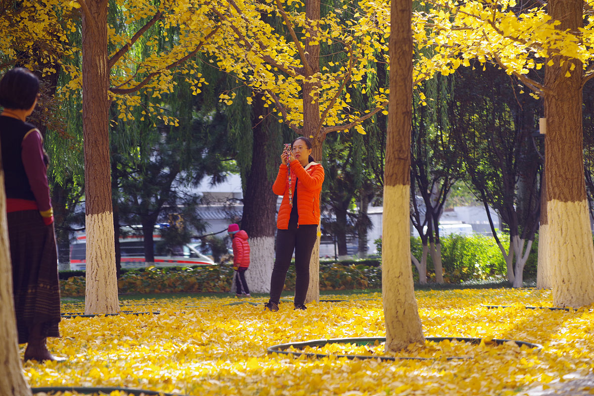 银杏树国宝级稀有树木