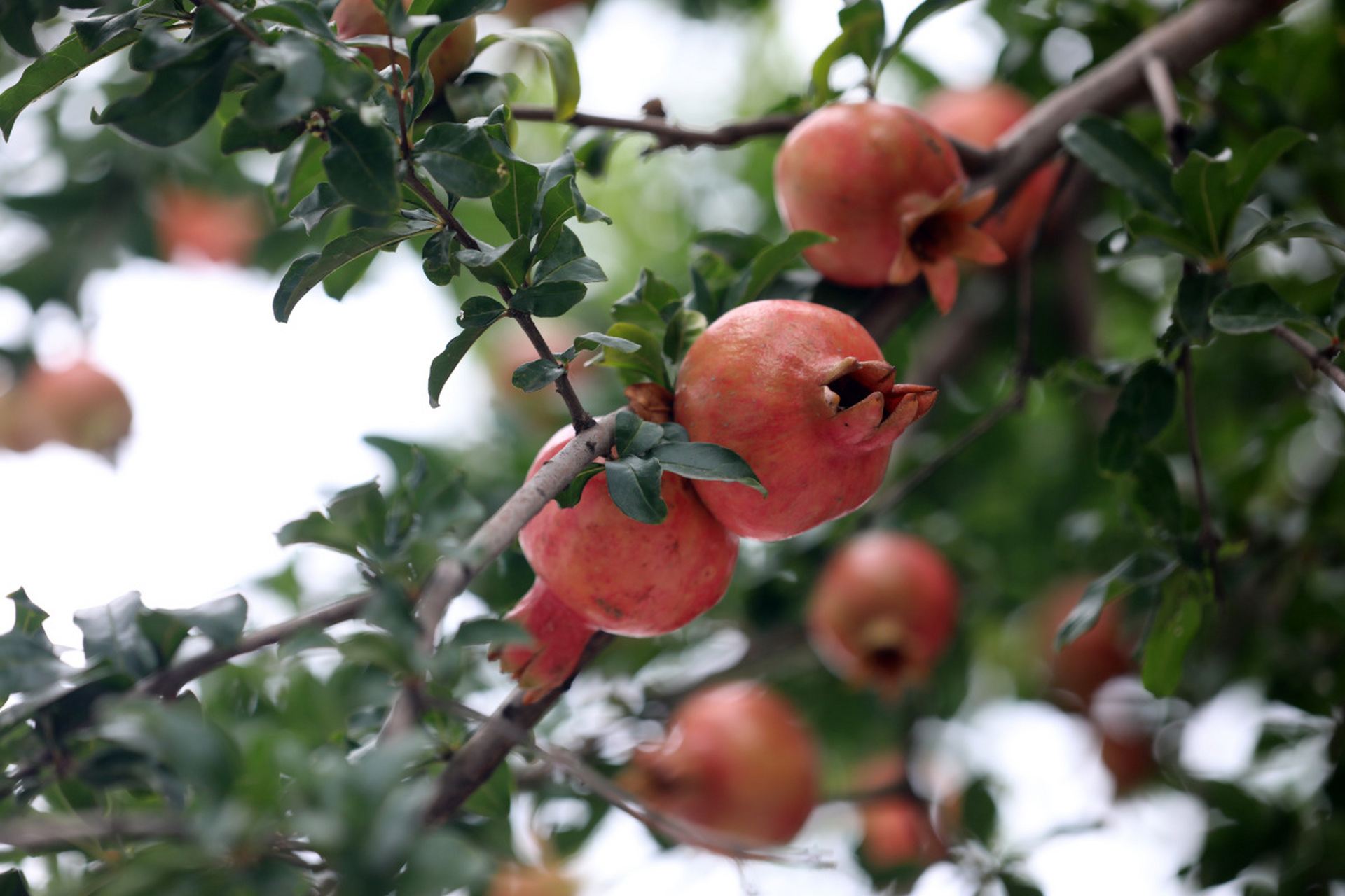 石榴树在秋天结满了红彤彤的石榴,它们晶莹剔透,仿佛是秋天的宝石.