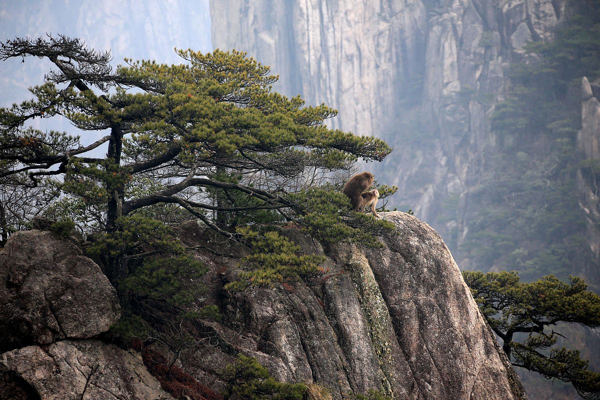 黄山的猴子观海夏季的动物互动如何?