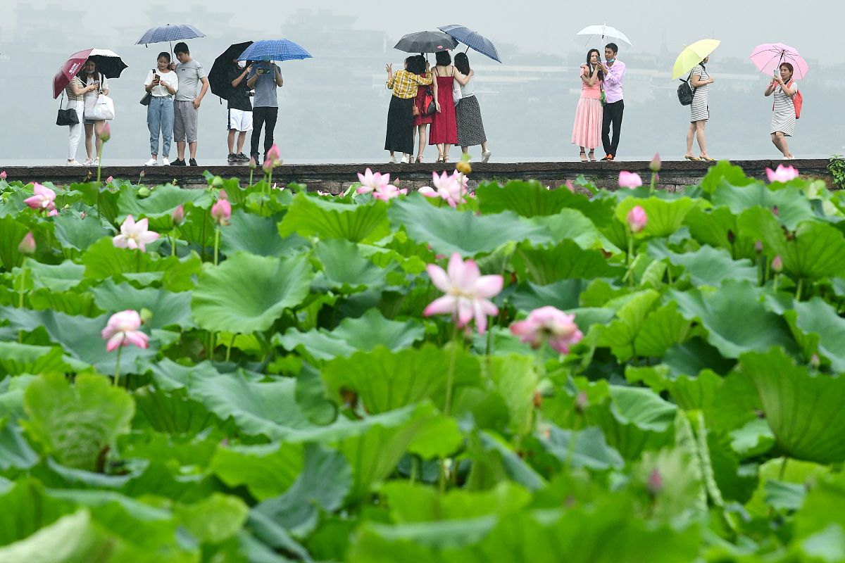 杭州西湖断桥影,清新脱俗君子枫雨中散步荷叶清,荷花羞涩欲滴红