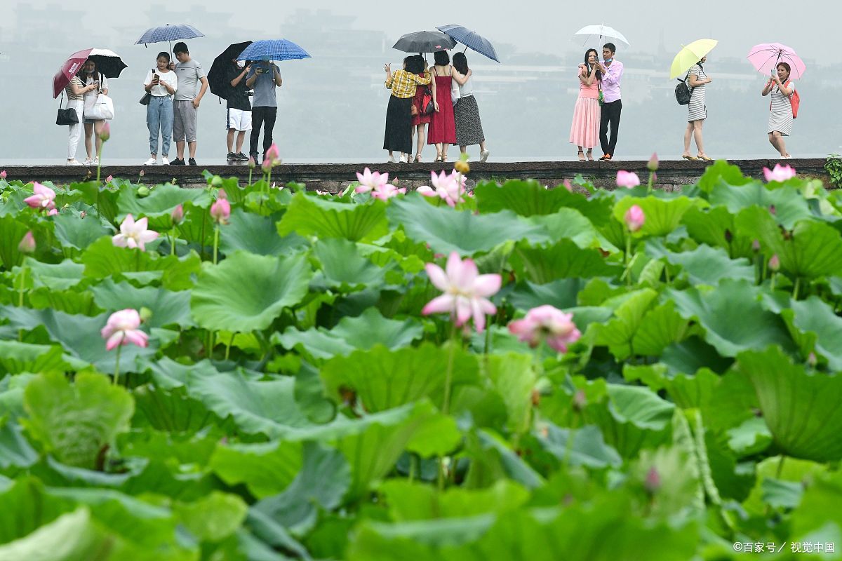 金湖雅荷花园图片