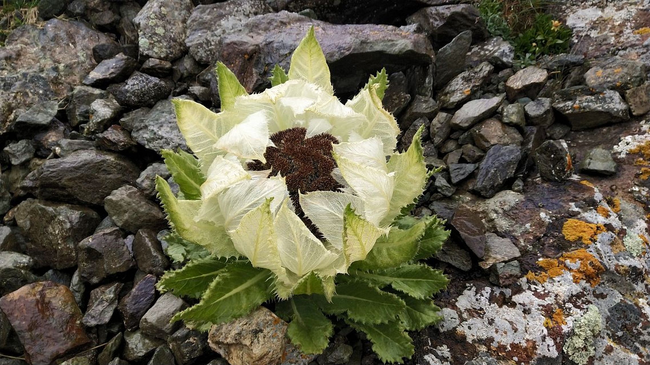 雪莲花,被誉为"百草之王",生长在高山雪线附近的岩缝,砾石和云杉林间