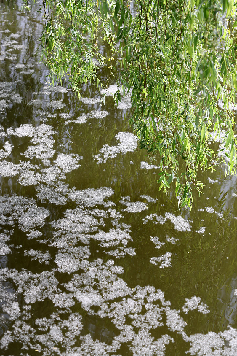 《杨花》唐-吴融 不斗秾华不占红, 自飞晴野雪濛濛.