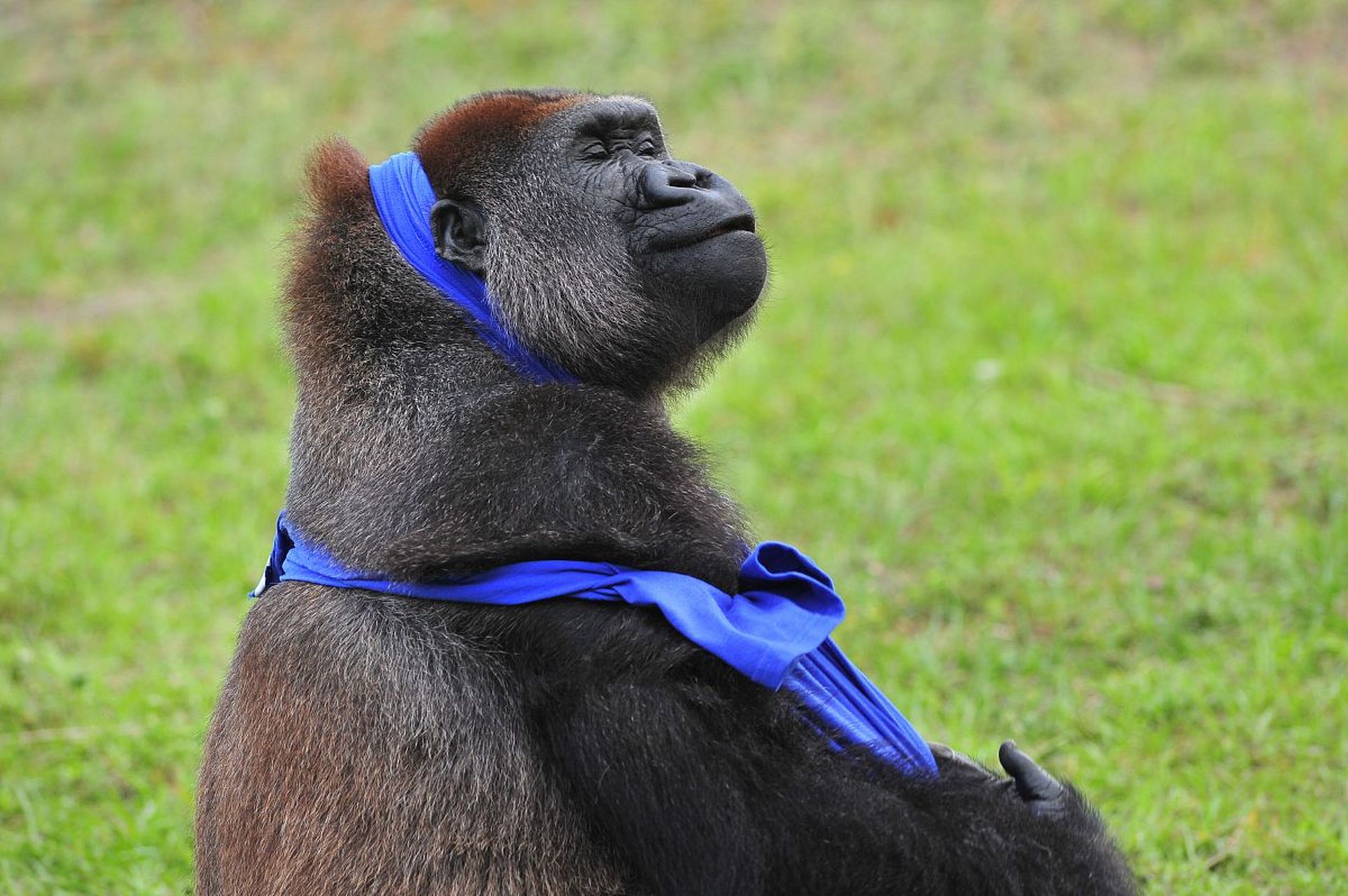 大猩猩是一种非常聪明的动物,其智商被认为相当于一个7岁的儿童.