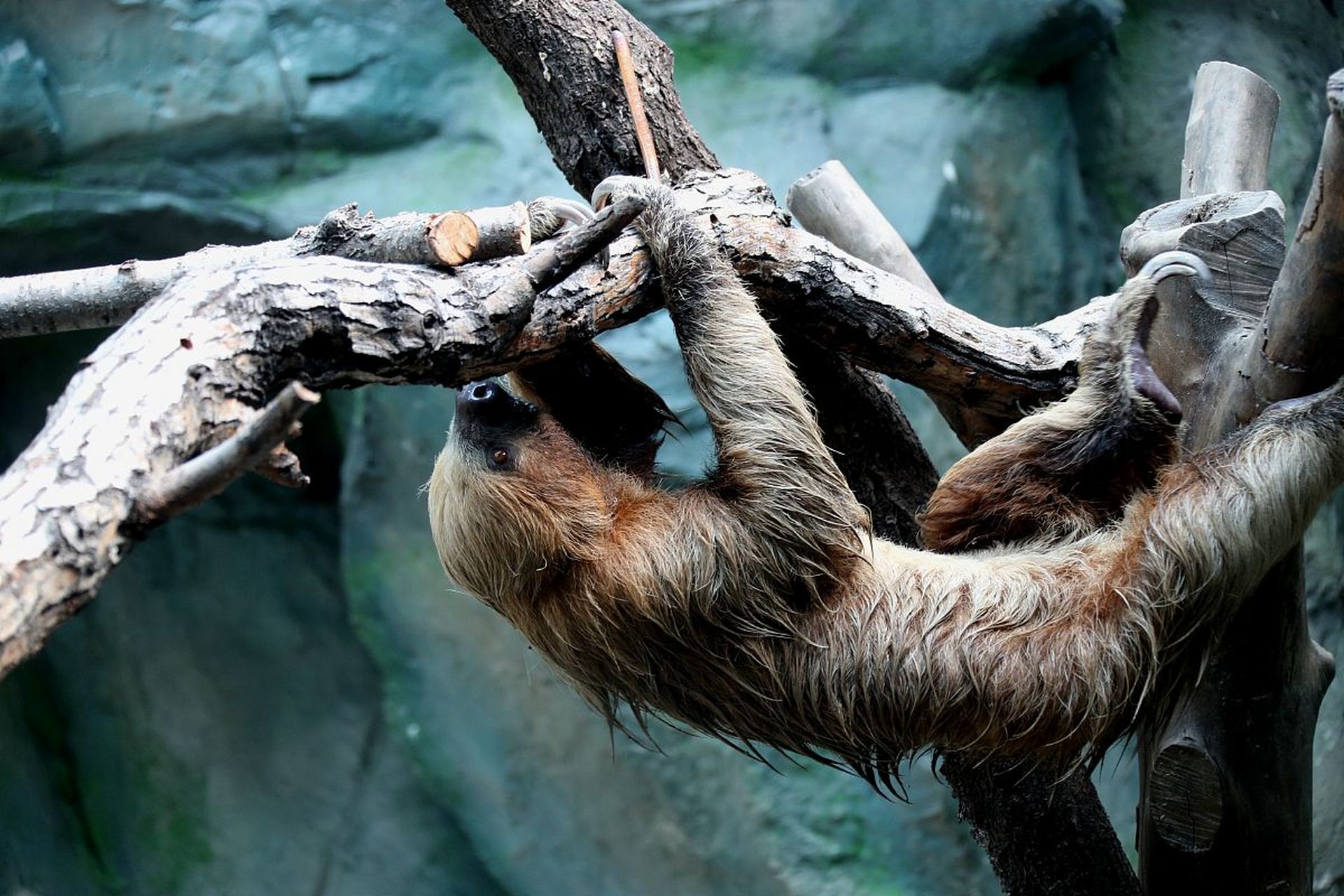 树獭的长相也非常奇特,它们的身体很像松鼠,但是有着长长的尾巴和扁平