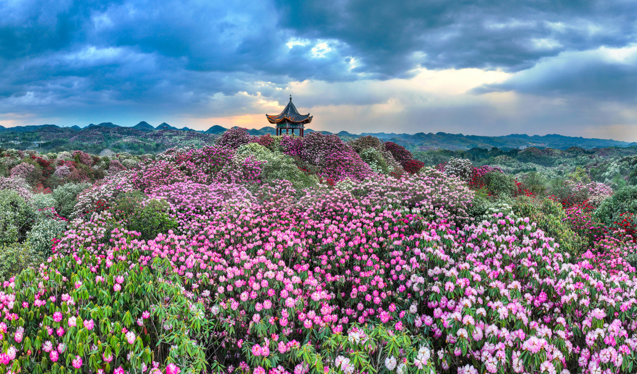 春天里躺一躺# [心]有一种春和景明叫百里杜鹃.