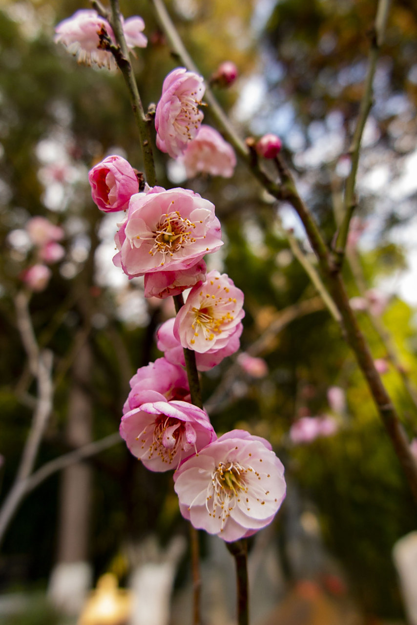 萝岗香雪公园,市民广场梅园,创新公园和流溪河森林国家公园都有美丽的