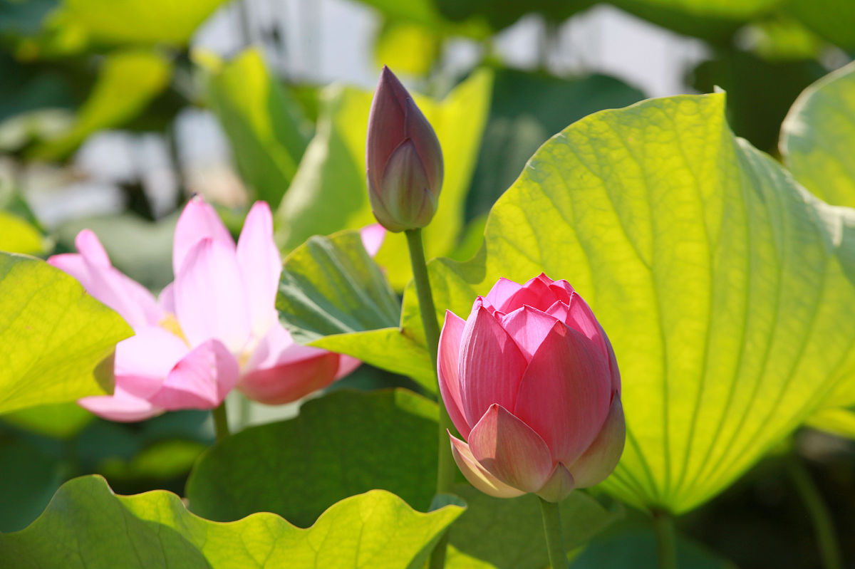 日出朝阳满天红,阳光沐浴撒西湖朵朵荷花伸懒腰,花香鸟语心舒畅