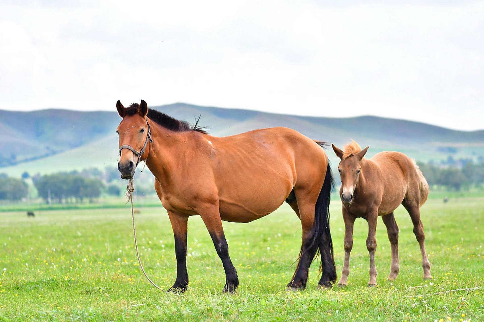 美丽的大草原上,骏马惬意的吃着草儿.#动物趣图