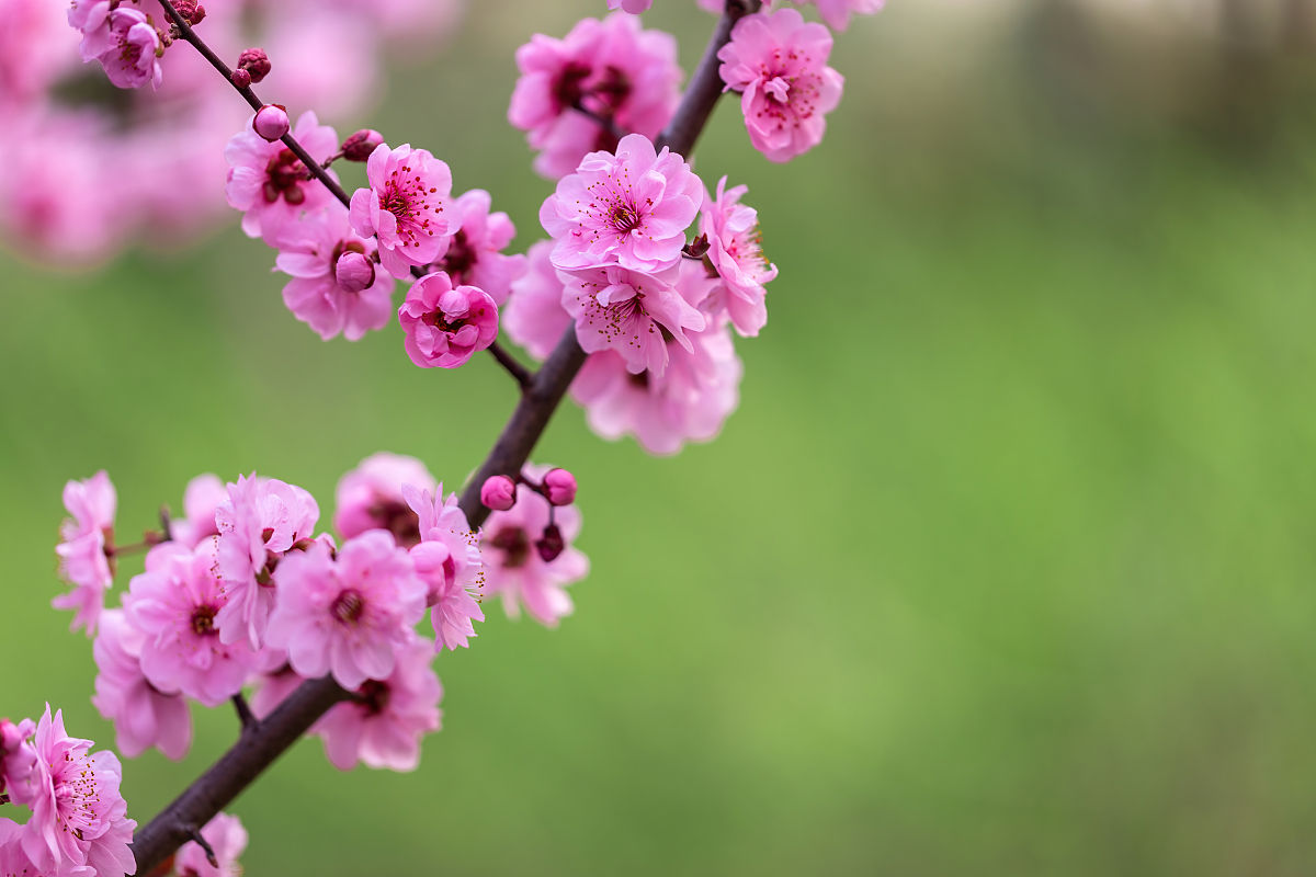 十里桃花朵朵开,风景如画迷人醉漫山遍野芳香影,万花盛开斗芳菲