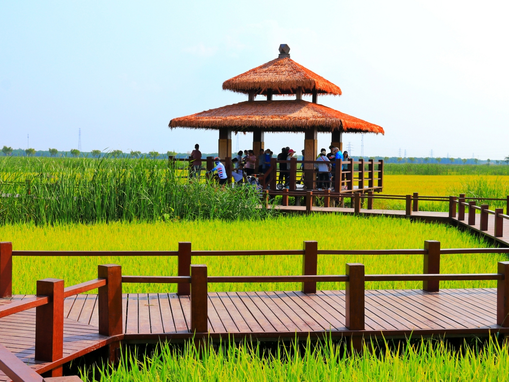 【津南区将建国家级生态农场】津南区小站镇将建以绿色有机水稻为支撑