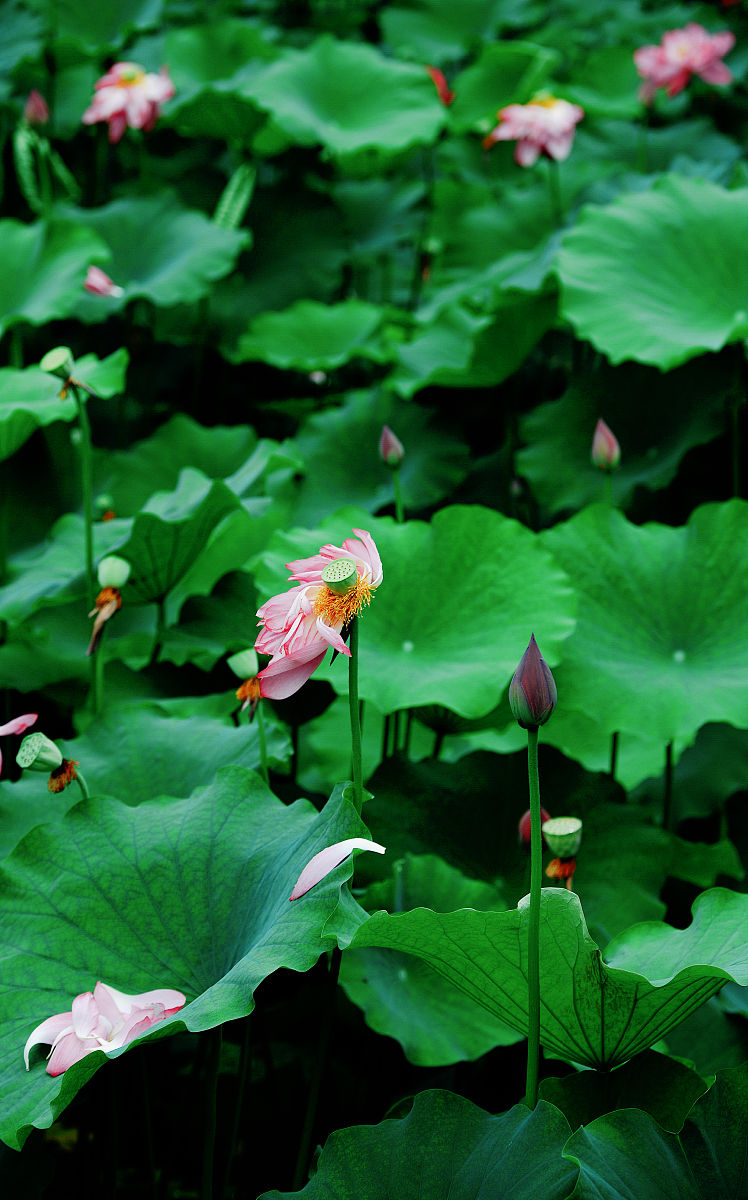 荷花花开六月红,香满人间西湖水眉飞色舞羞涩影,阳光露珠笑红尘