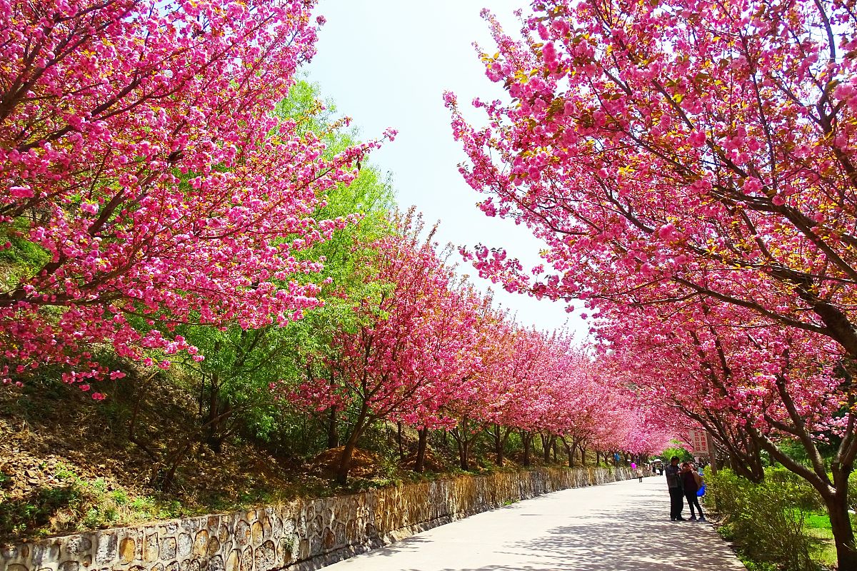 南阳看樱花的地方樱花乐园樱花山庄景美花多游走花的海洋