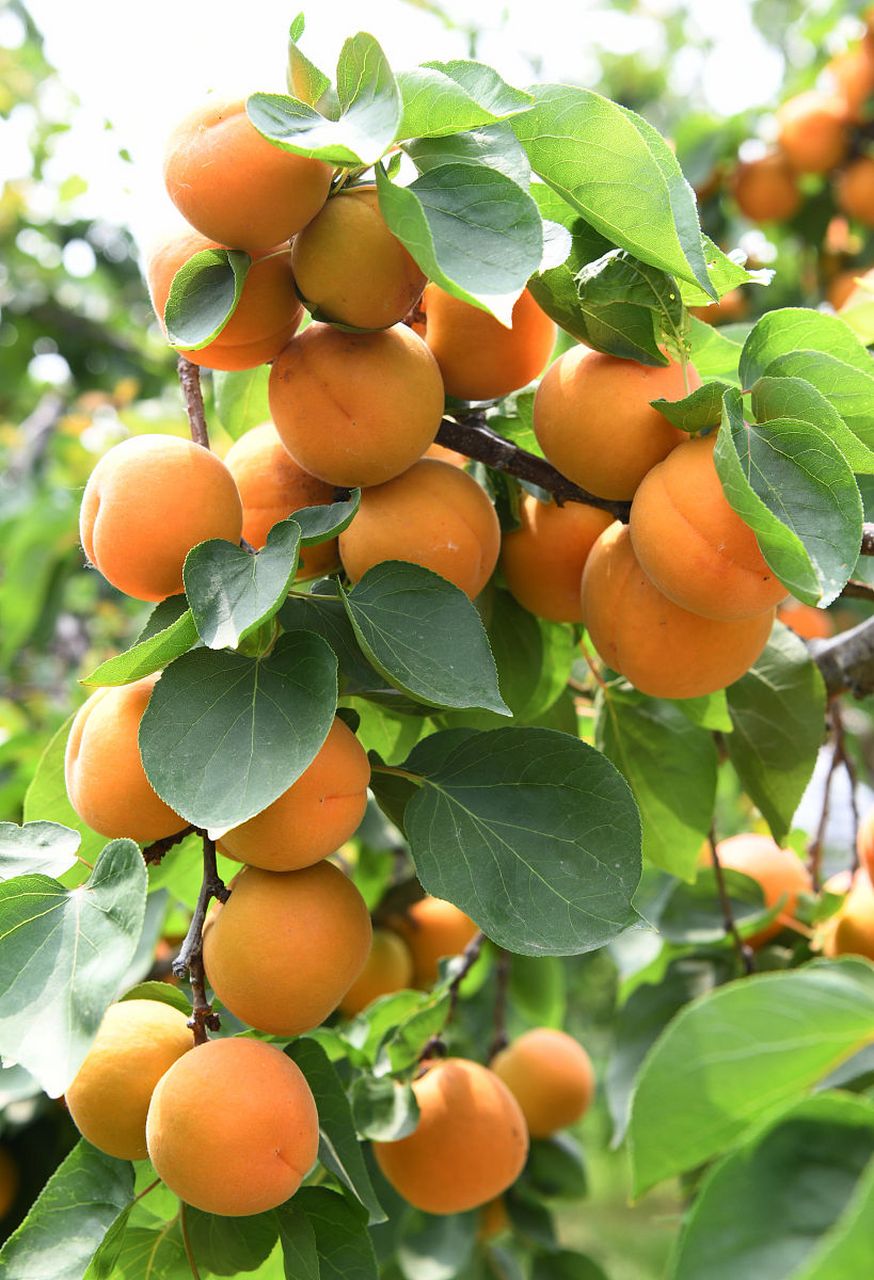 陕西大黄杏# ,又称"中华第一杏",是中国四大名杏之一.