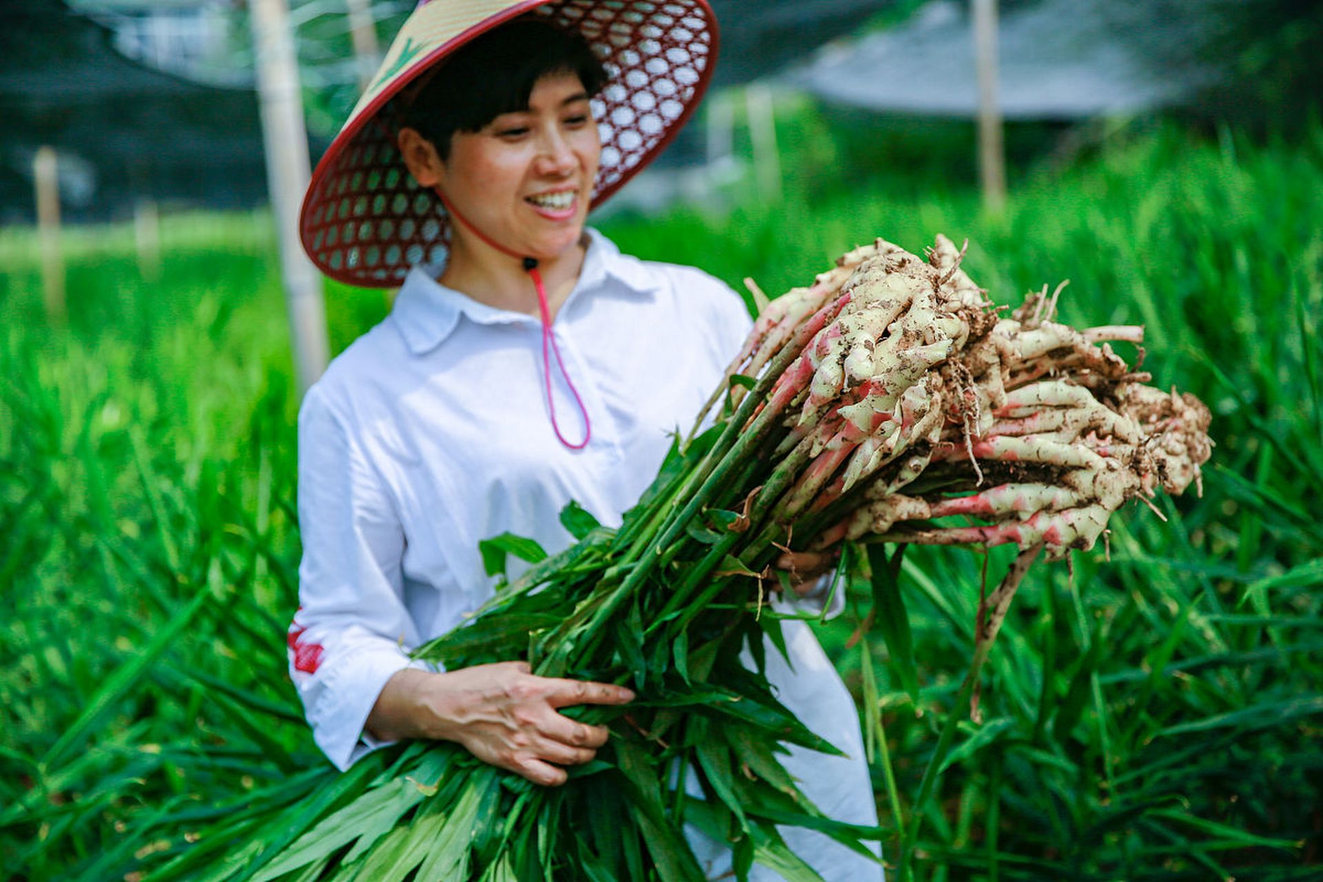 姜:姜屬植物的根莖,燒菜用的小料. 生薑含有辛辣和芳香成分.