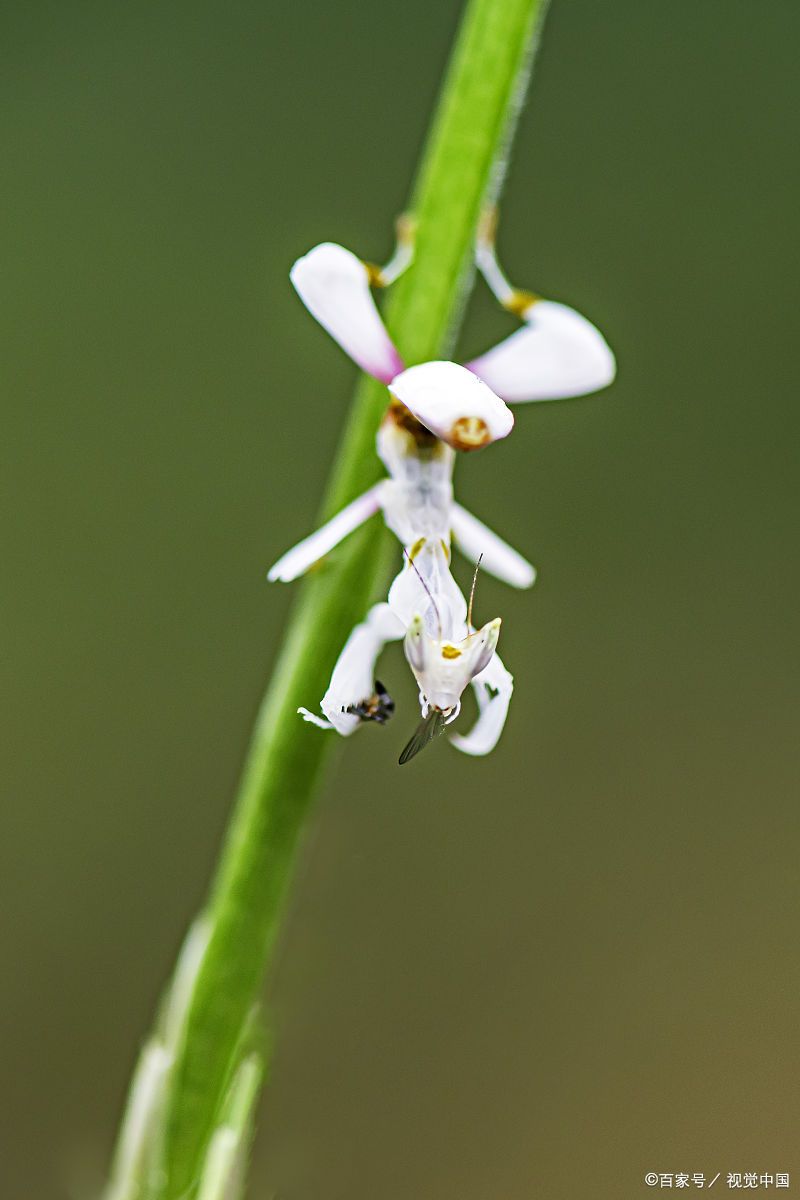 像花一样美丽的兰花螳螂!