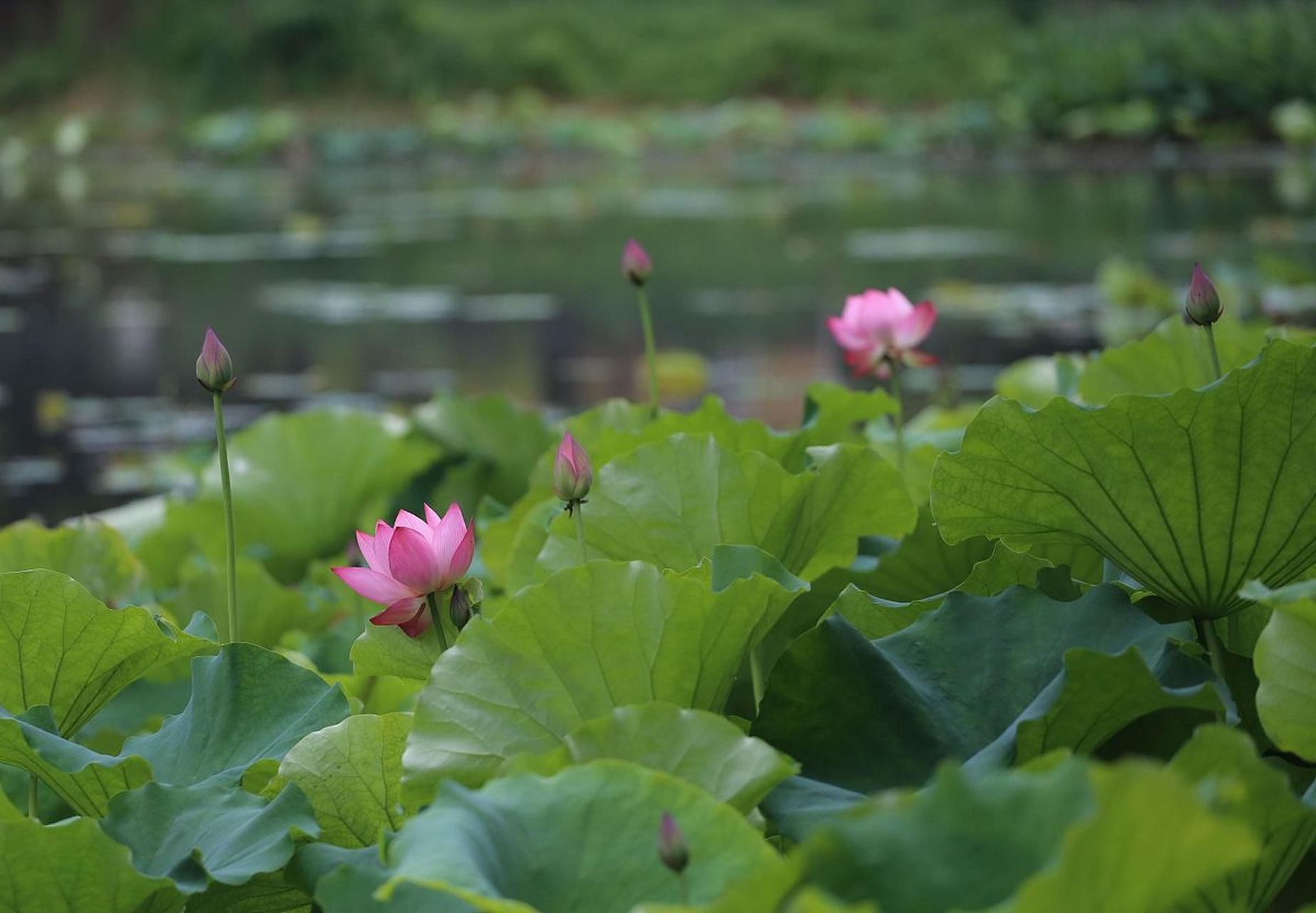 净月潭的夏日,是一片荷花的海洋.