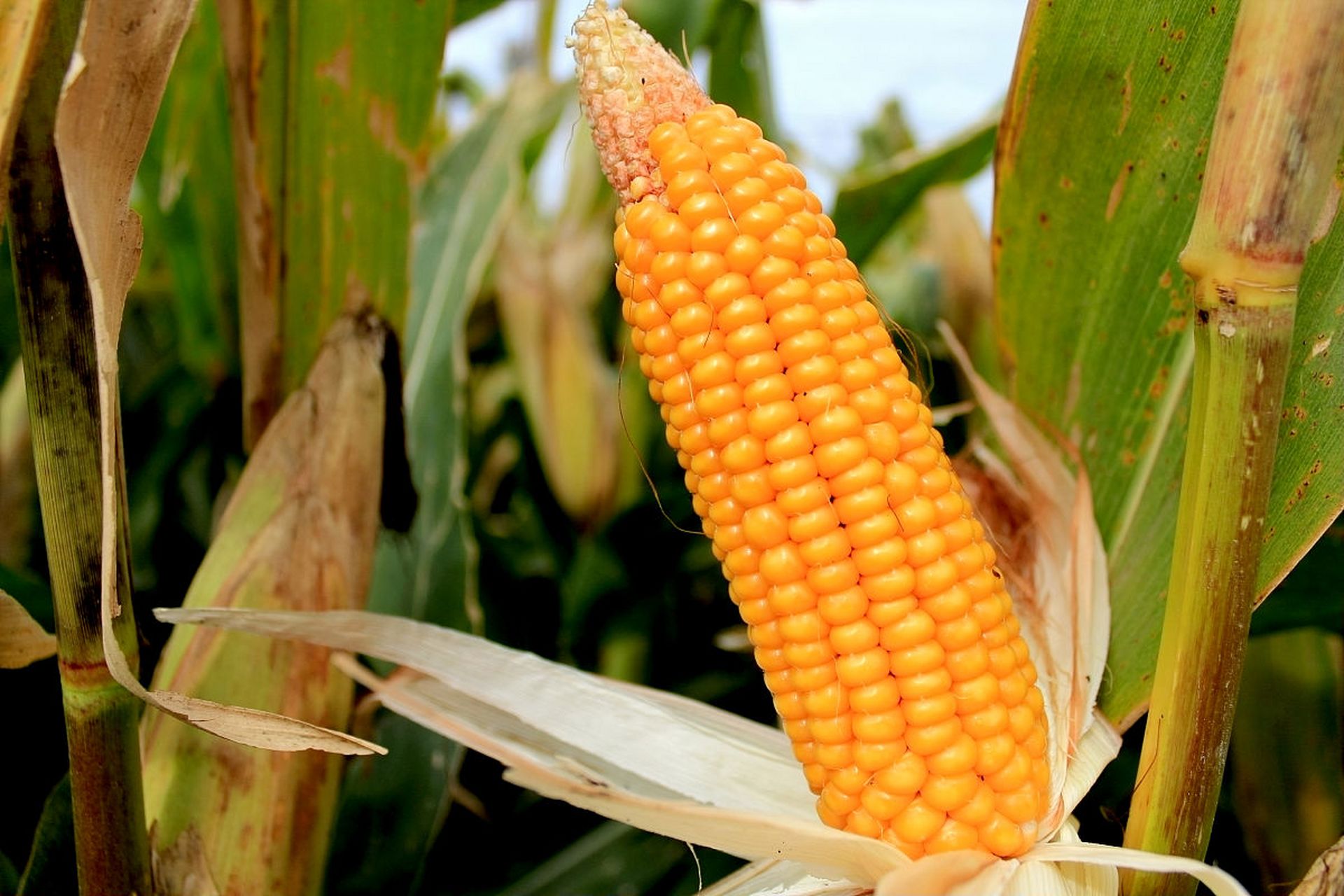 其中一些主要的品种包括:  陕单609:该品种玉米在陕西省内的各个季节