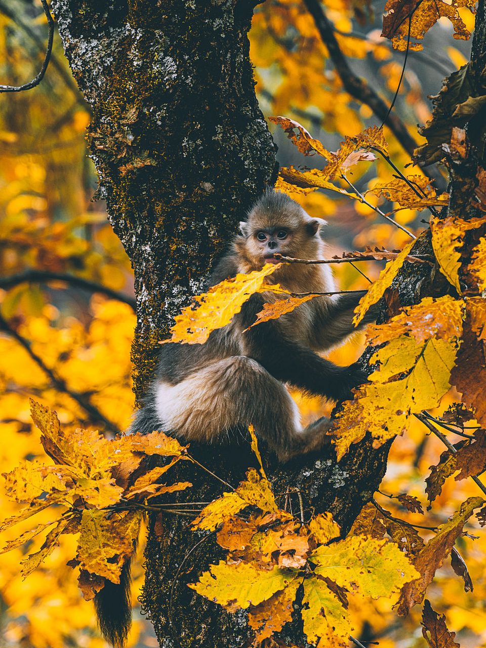 滇金丝猴:是中国特有的珍贵动物,以云杉,冷杉树的针叶和嫩叶为食.