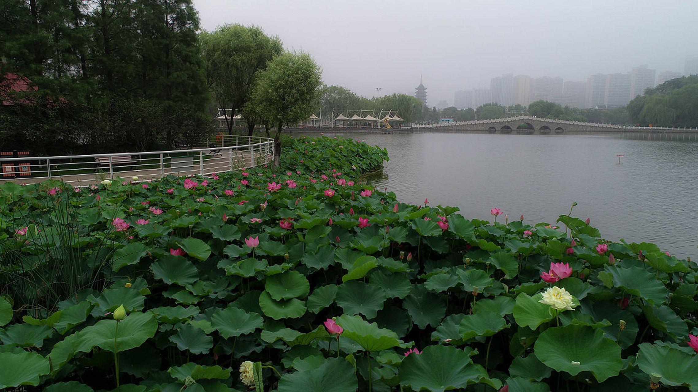 扬州荷花池公园:夏日荷花的盛宴  94 夏日炎炎,每当提到扬州荷花池