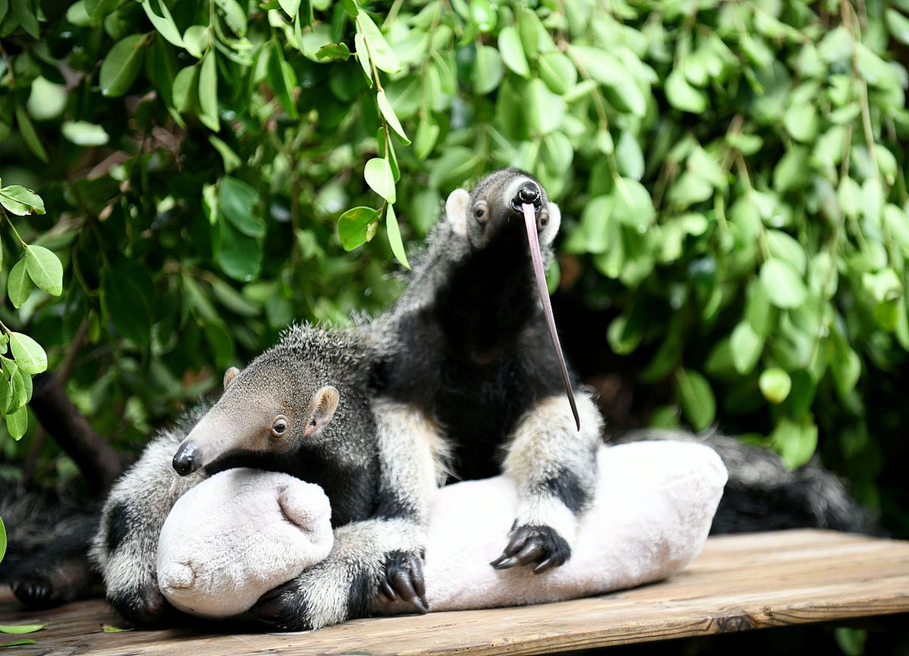 然而,这副铠甲下却隐藏着食蚁兽柔软的内心和独特的生存智慧.
